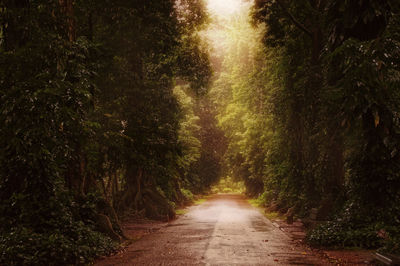 Walkway amidst trees in forest