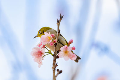 Low angle view of bird perching on tree