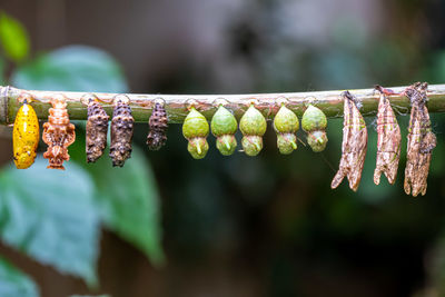 Close-up of silkworm drying on rope