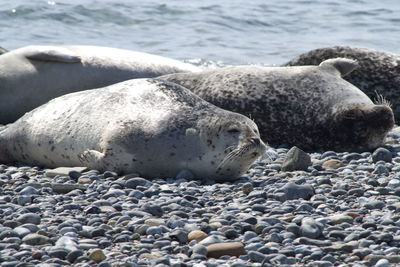 Close up of seals on the beach