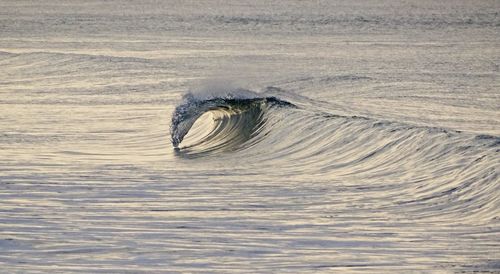 Horse in sea