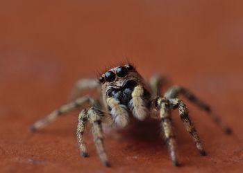 Close-up of spider on surface