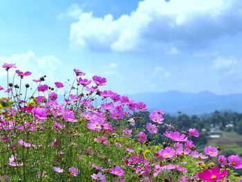 Close-up of pink flowering plant