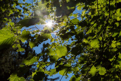Low angle view of sunlight streaming through tree