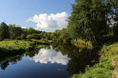 Reflection of trees in water