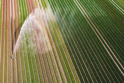 Full frame shot of plants growing on field