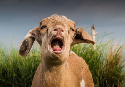 Close-up portrait of a goat 