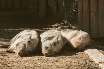 Sheep sleeping in a zoo