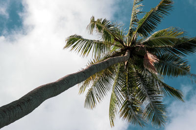 Low angle view of palm tree against sky