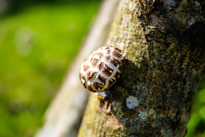 Close-up of insect on tree trunk