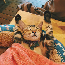 High angle view of cat lying on bed