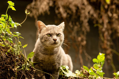 Portrait of a cat