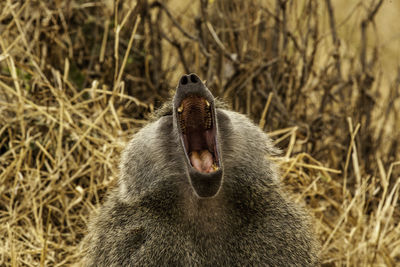 Close-up of rabbit yawning