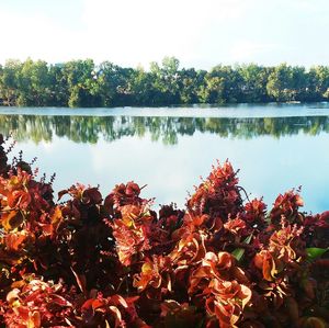 Reflection of trees in lake