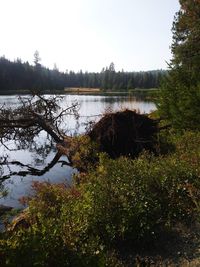 Scenic view of lake in forest against clear sky