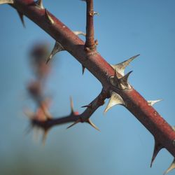 Low angle view of tree against sky