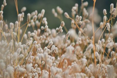 Close-up of flowering plant on field