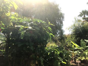 Low angle view of trees against the sky