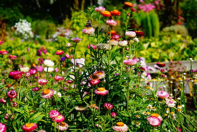 Close-up of flowering plants on field