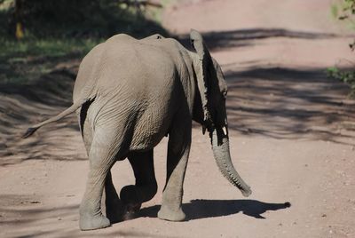 Elephant walking on sand