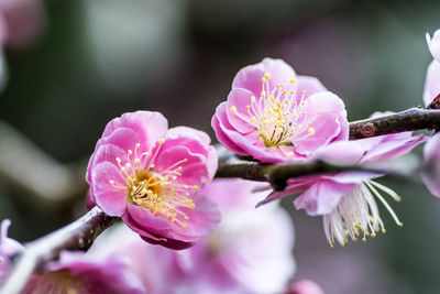 Close-up of pink flowers blooming outdoors