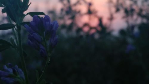 Close-up of purple flowering plants