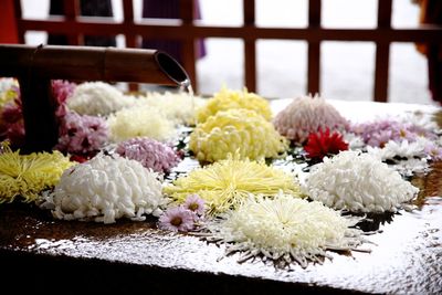 Close-up of white flowering plants