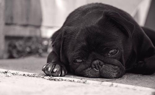 Close-up of dog resting