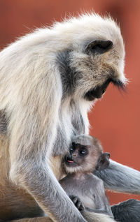 Langur feeding infant while sitting on retaining wall