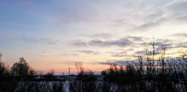 Silhouette plants against sky during sunset