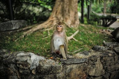 Monkey sitting on rock