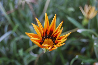 Close-up of orange flower against blurred background
