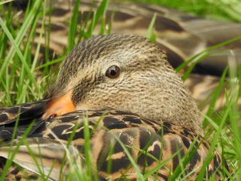 Close-up of bird
