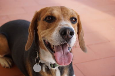 Close-up portrait of a dog