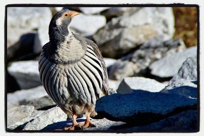 Close-up of bird perching on white background