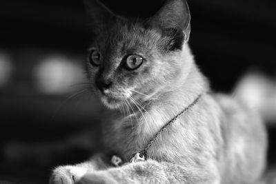 animal themes