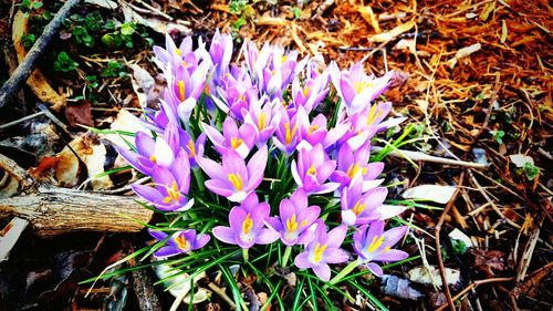 Close-up of purple flowers blooming in field