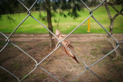 Close-up of rusty chainlink fence