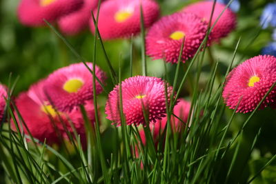 Close-up of pink flowering plants on field