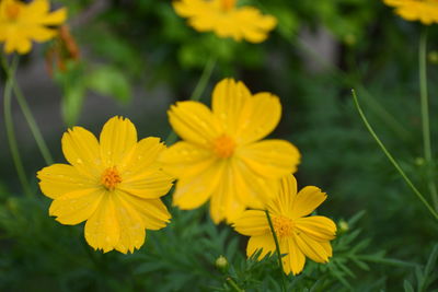 Close-up of yellow cosmos flowers blooming outdoors