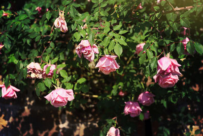 Close-up of pink roses