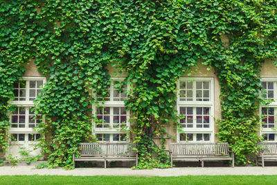 Ivy growing on lawn of building