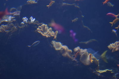 Close up of fish underwater