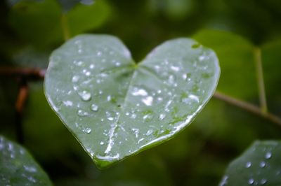 Close-up of water drops on leaf