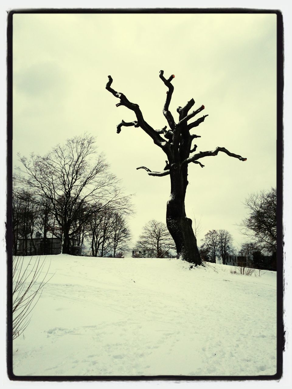 transfer print, bare tree, tree, sky, auto post production filter, tranquility, snow, branch, nature, tranquil scene, silhouette, winter, landscape, low angle view, field, day, cloud, beauty in nature, scenics, outdoors