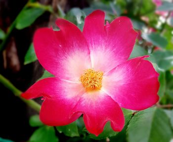 Close-up of pink flower blooming outdoors