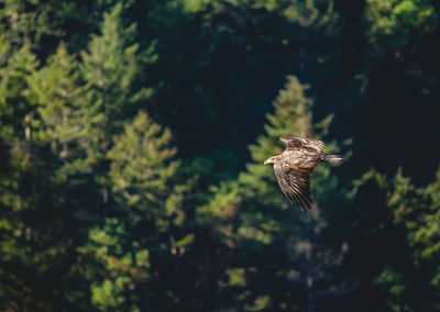 Eagle flying against trees