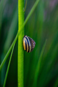 Close-up of snail on leaf