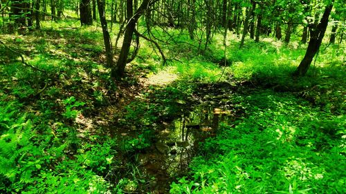 Trees in forest