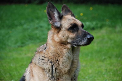 Close-up of dog on field